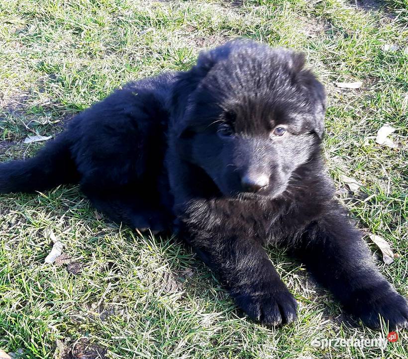 Owczarek niemiecki owczarki niemieckie łódzkie Sieradz sprzedam