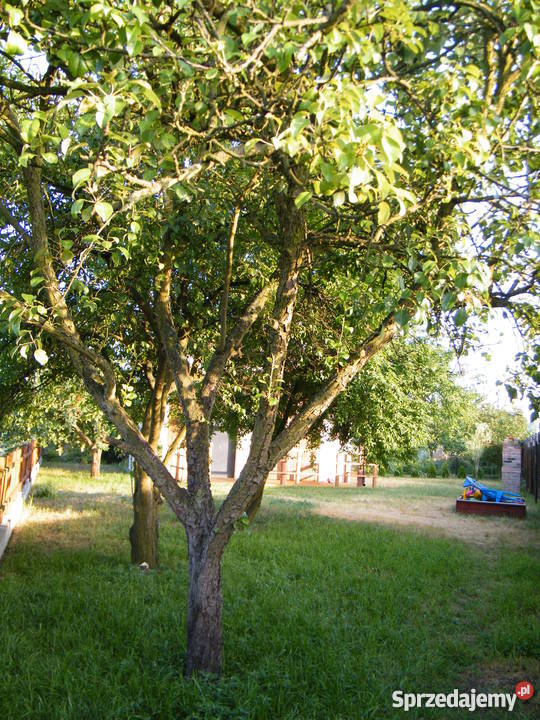 Sprzedam działkę ROD w Mosinie Grunty i działki wielkopolskie Mosina