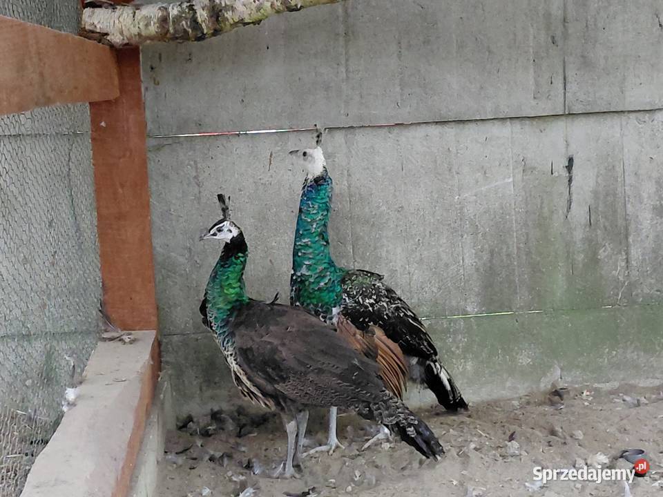 Pawie Ptaki podkarpackie Leżachów