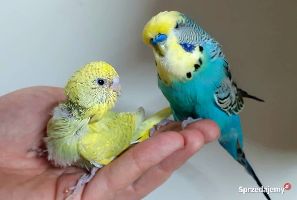 Papużka falista ręcznie karmiona oswojona Warszawa