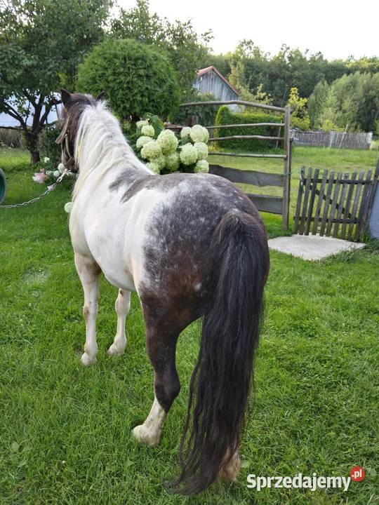 Sprzedam kucyka Gogołów sprzedam