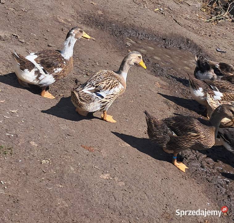 Sprzedam kaczki Drób i ptactwo Miedziana