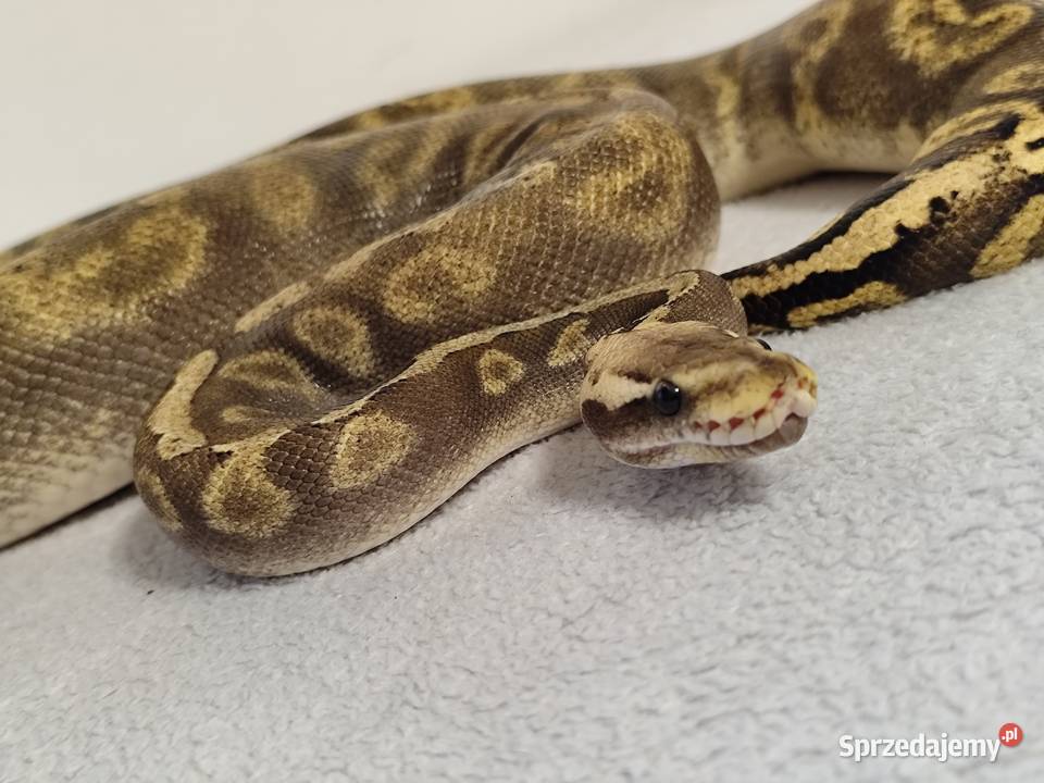 Pyton Królewski piękny samiec Pruszków