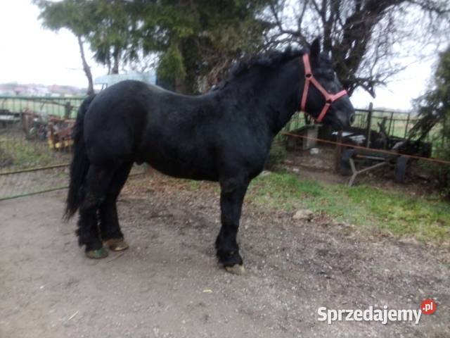 Ogier typ sztumski świętokrzyskie Niemienice sprzedam
