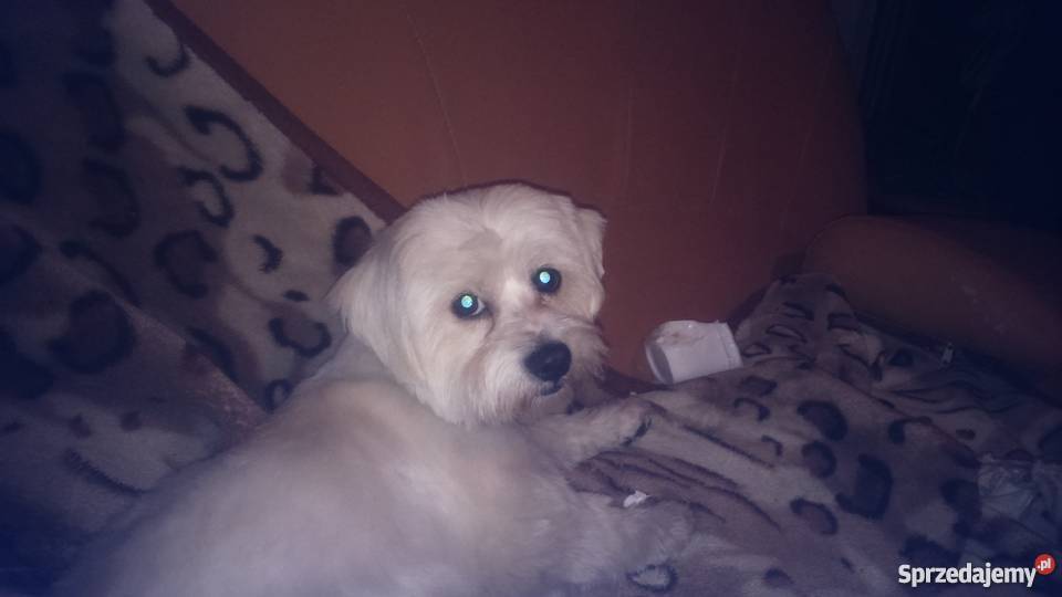 pieski rasy mieszanej maltańczyk z yorkem mazowieckie Garwolin sprzedam