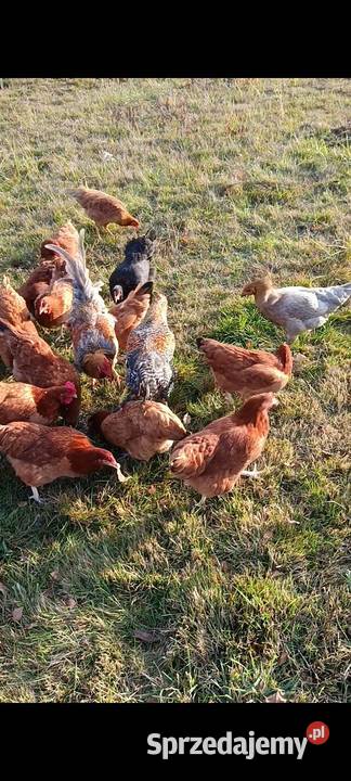 Jajka wiejskie z wolnego wybiegu Żuraw