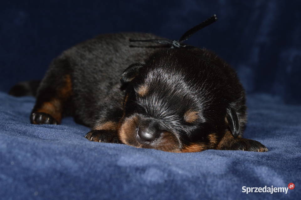 Rottweiler szczeniak samiec ZKwP Kórnik