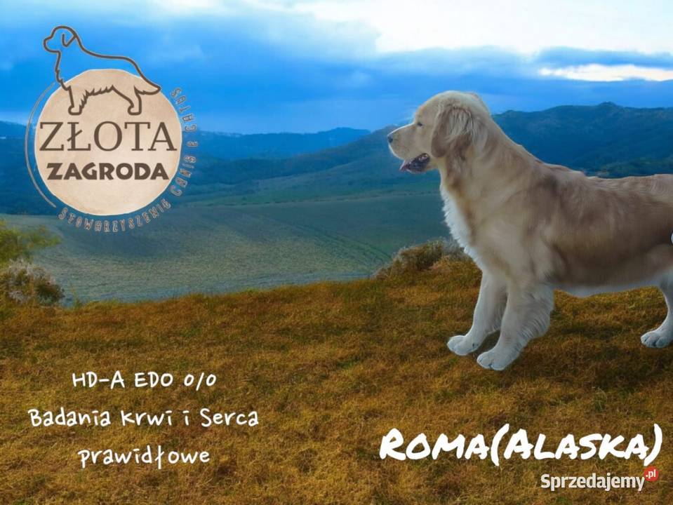 Golden Retriever wolny ostatni piesek Ciechowice sprzedam