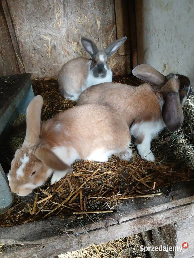 Młode króliki mieszańce szukają domu Gryzonie Paprotnia