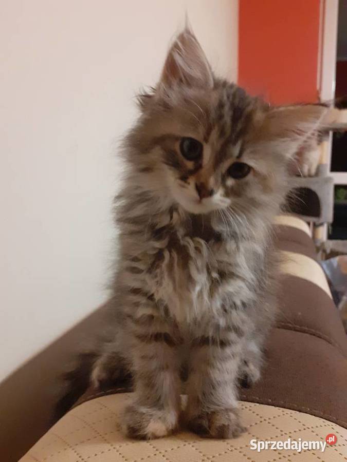 Przepiękna Kotka Syberyjska Gloria Sochaczew