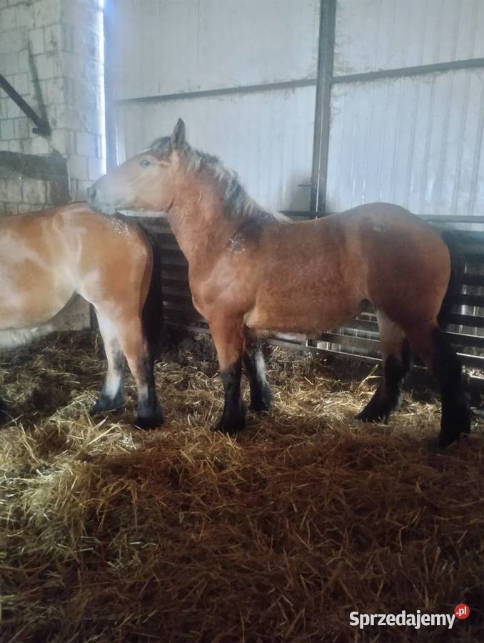 3 źrebice zimnokrwiste roczneksięgi główne