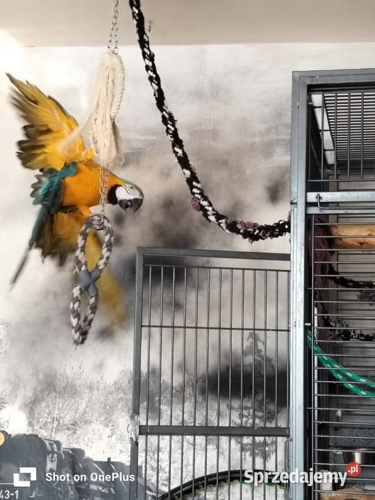 Ara araruna Ptaki sprzedam