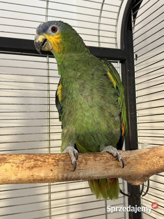 Papuga amazonka kurika niebieskoczelna Wieliczka