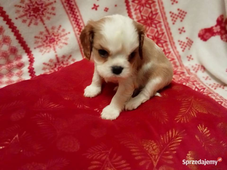 Cavalier king charles spaniel gotowe do zmiany Kurów