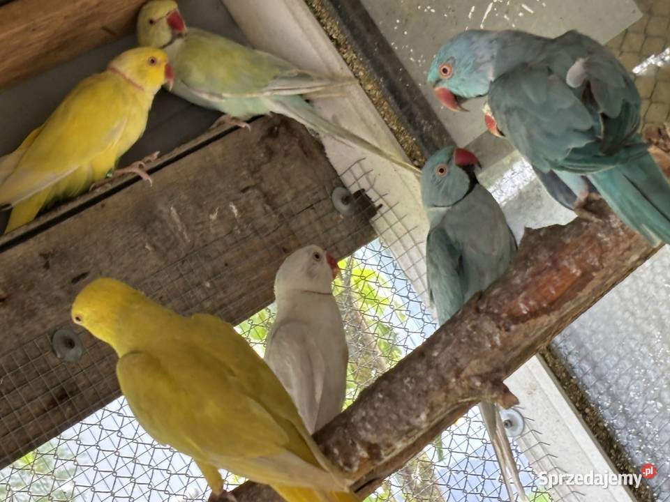 Papugi aleksandretty Ośnica sprzedam