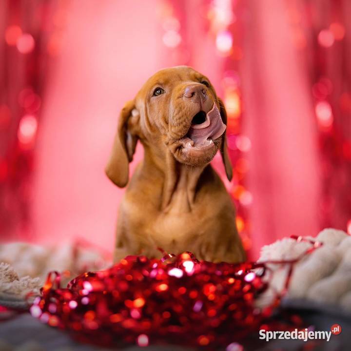 Szczenię Wyżeł Węgierski rodowód metryka ZKWPFCI Gdańsk