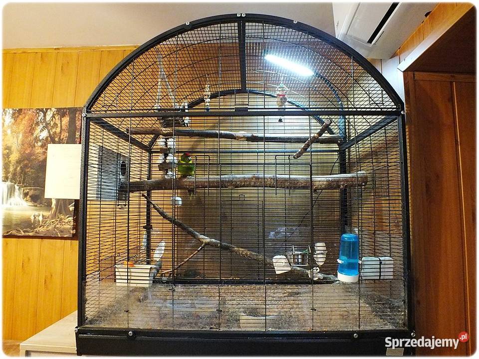 Papugi Modrolotki Kozy Parka legowa Samiec i Lubsko