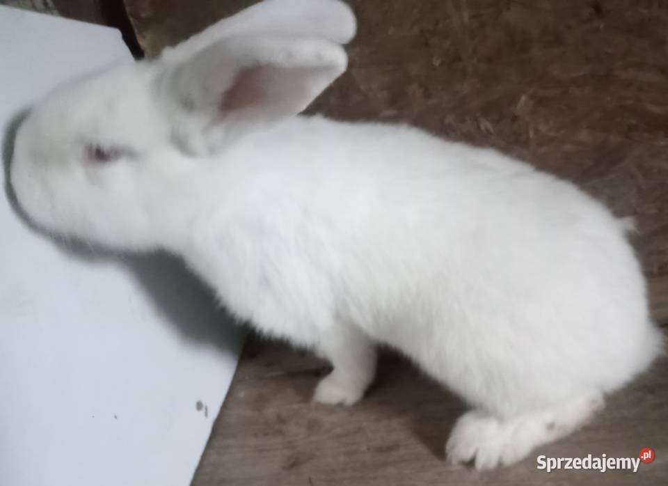 Króliki samica 7 miesięcy Zajączki Pierwsze