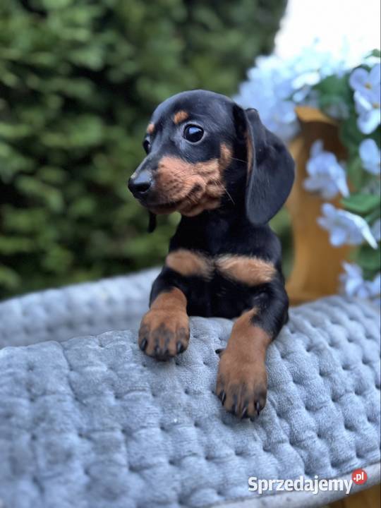 Cudowna sunia Jamnik miniaturowy standard czarno Warszawa