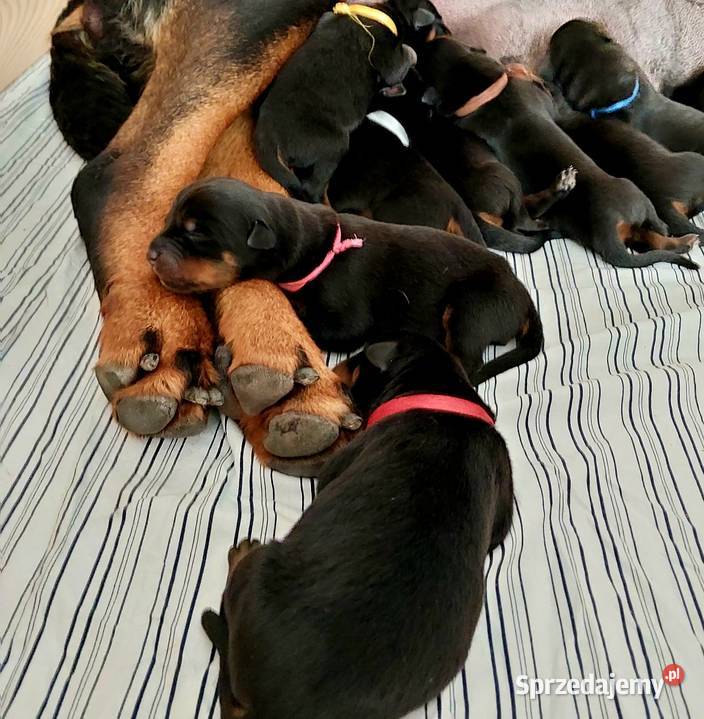 Rottweiler Szczeniaki ZKwPFCI Opatówek
