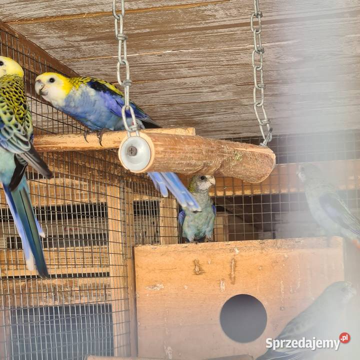 Rozelle królewskie Szymanowice