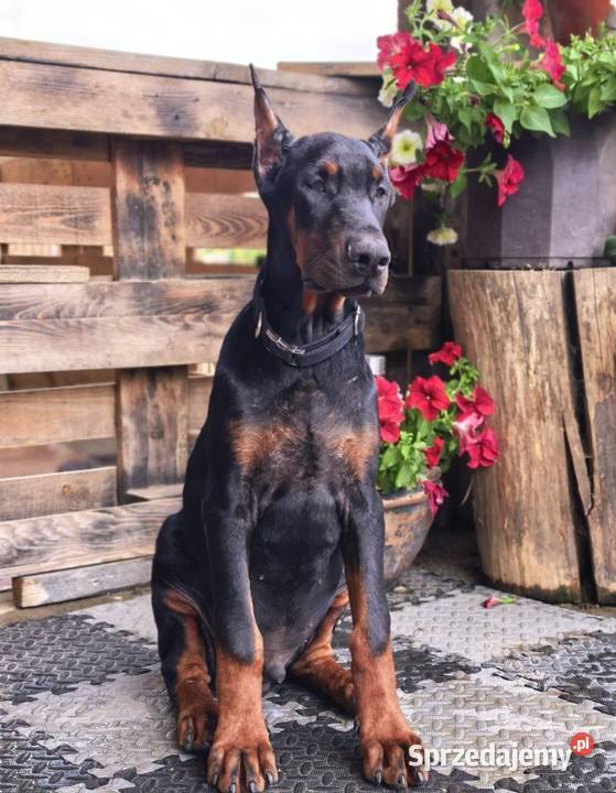Szczeniak dobermana chłopiec Głowno sprzedam