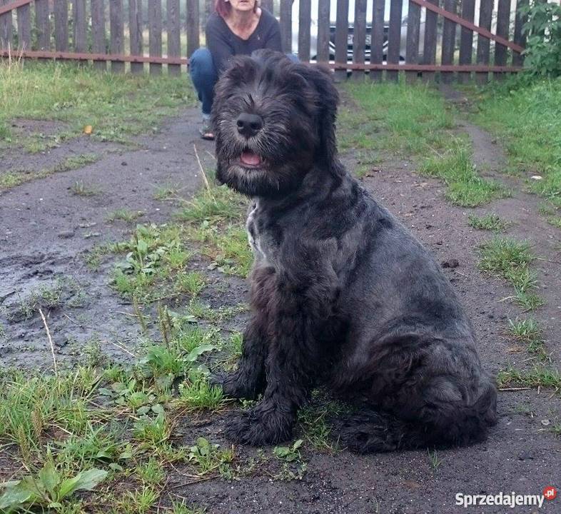 Czarny Terier Rosyjski szczenięta z rodowodem opolskie