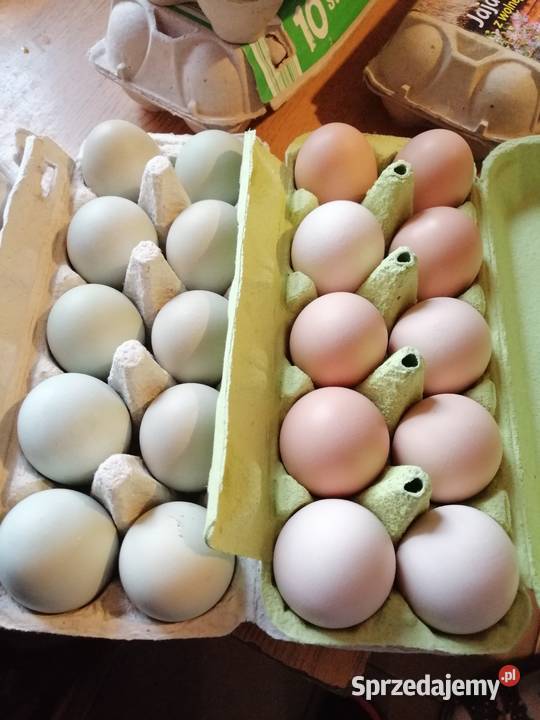 Wiejskie Jajka na sprzedaż sprzedam