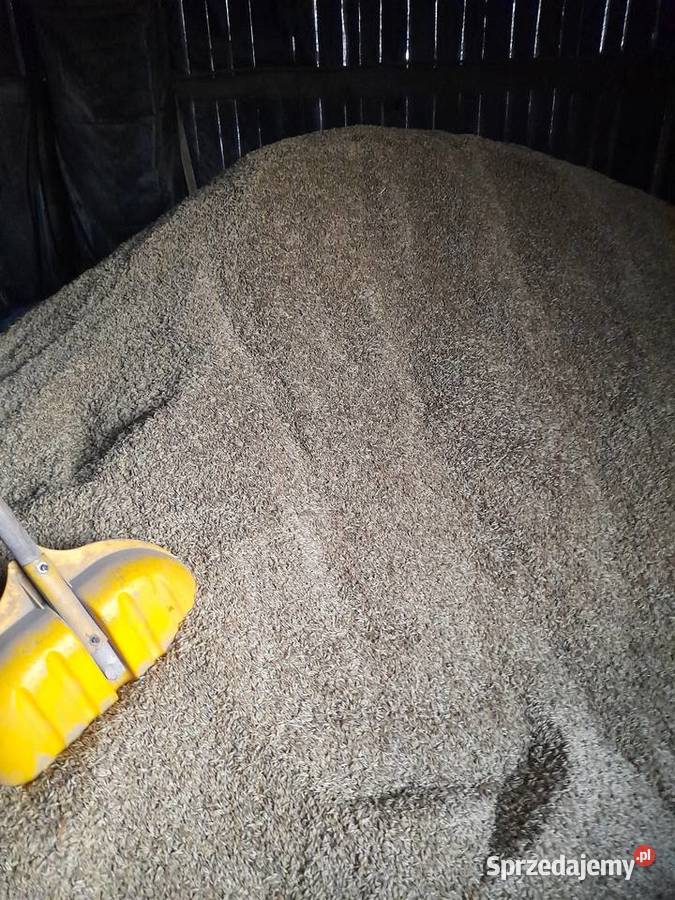 Owies Rambo lubelskie Piaski