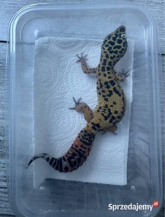 Dorosła samica gekona lamparciego Stary Sącz sprzedam