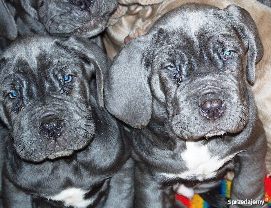 Mastino Napoletano szczenięta Rumia