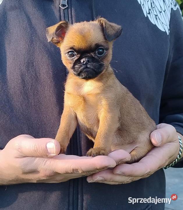 Gryfonik brabancki piesek championach rodowód Psy Wilkowice