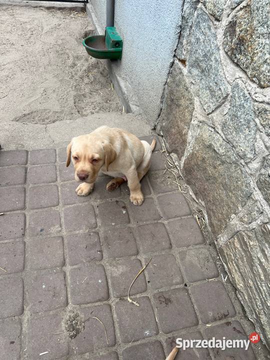 Labrador retriever Adamowo sprzedam