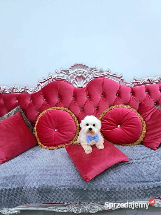 hodowla ZKwP oferuje szczenięta bichon frise FCI