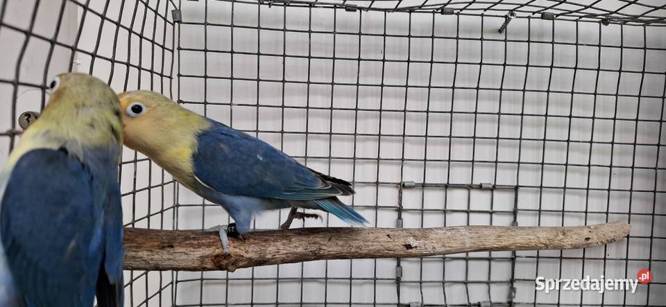 Nierozłączki Ptaki małopolskie Zakliczyn