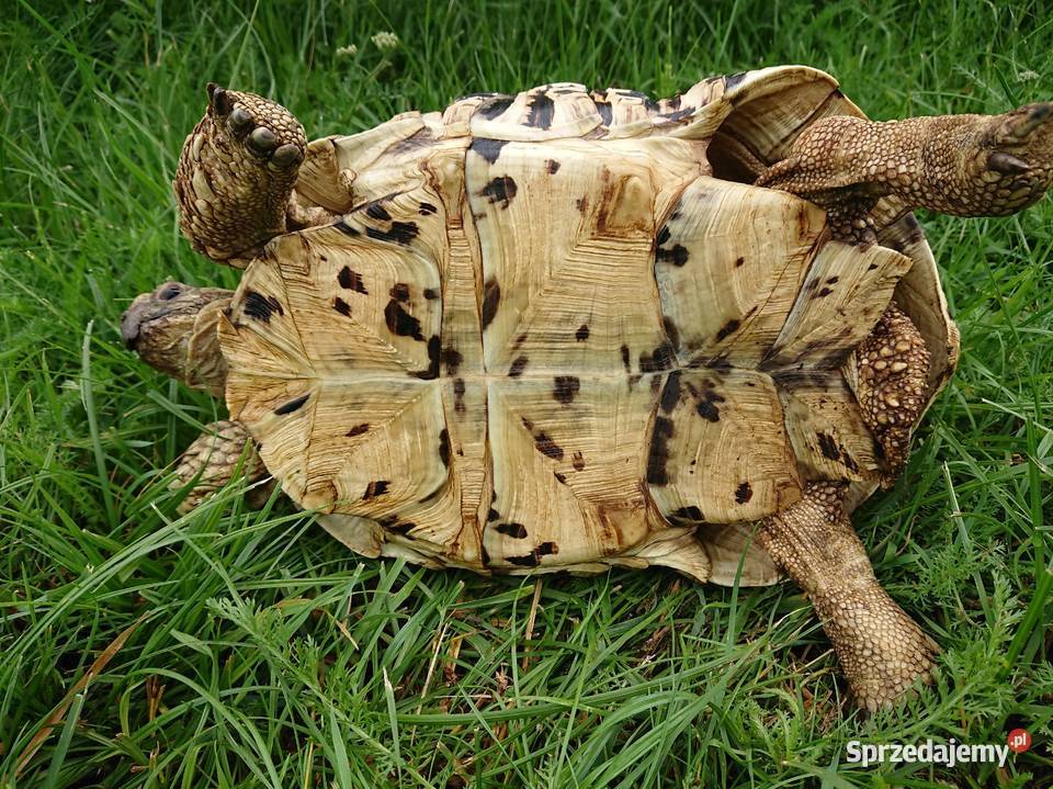 Zółw lamparci Podlaski sprzedam