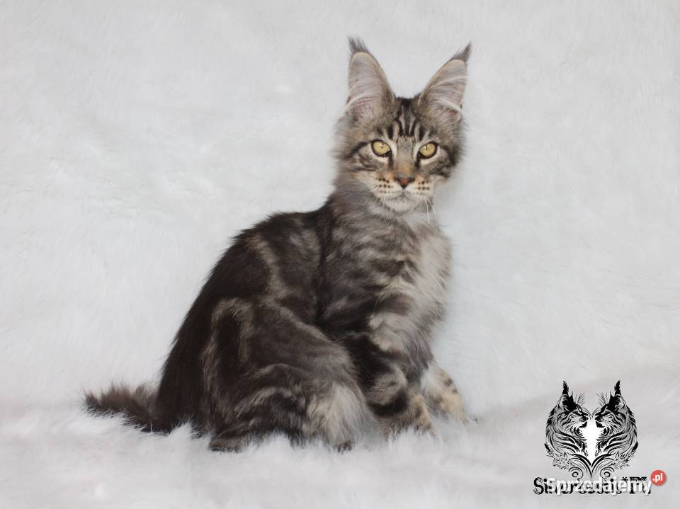 Kocurek Maine Coon kociego behawiorysty dolnośląskie Nowa Ruda