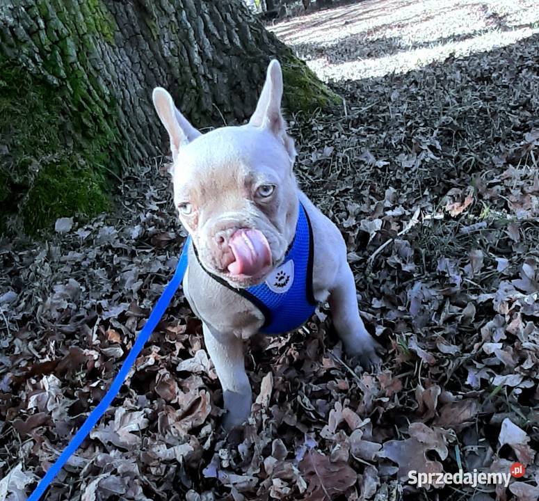 Buldg francuski suczka Pabianice