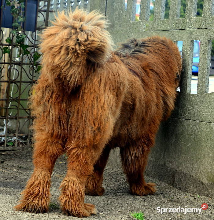 Mastif tybetański FCI Malanów