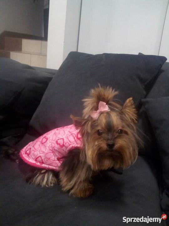 Ubranka psa Wyprzedaż Ubranka pieska Warszawa