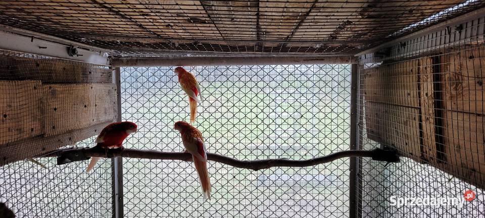 papugi rozele białolice Łaziska