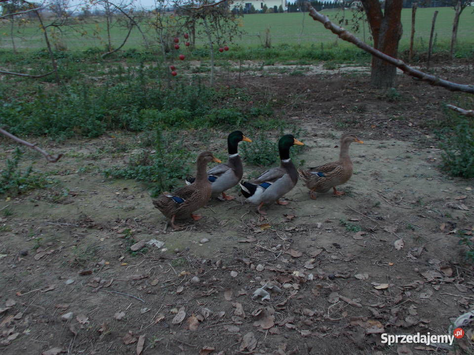 Kaczki Staropolskie Ostatnia para kaczor kaczka Kutno sprzedam