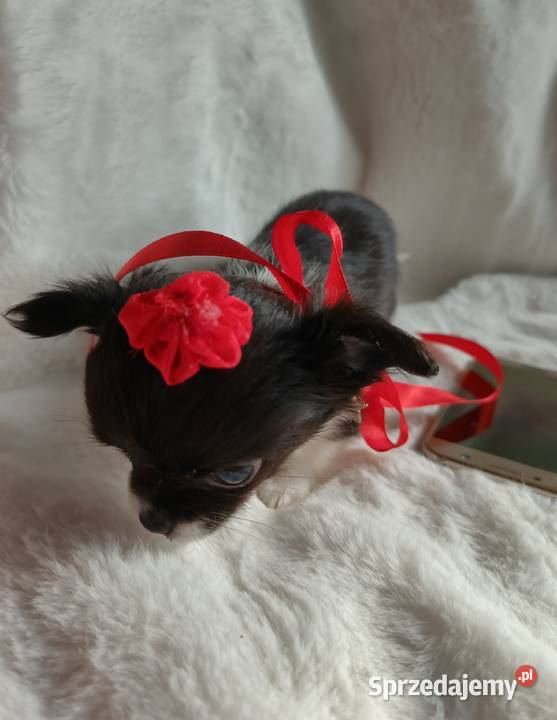 Chihuahua dziewczynka długowłosa suczka kujawsko-pomorskie Inowrocław sprzedam