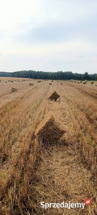 Słoma w kostkach 2025 Kolbuszowa