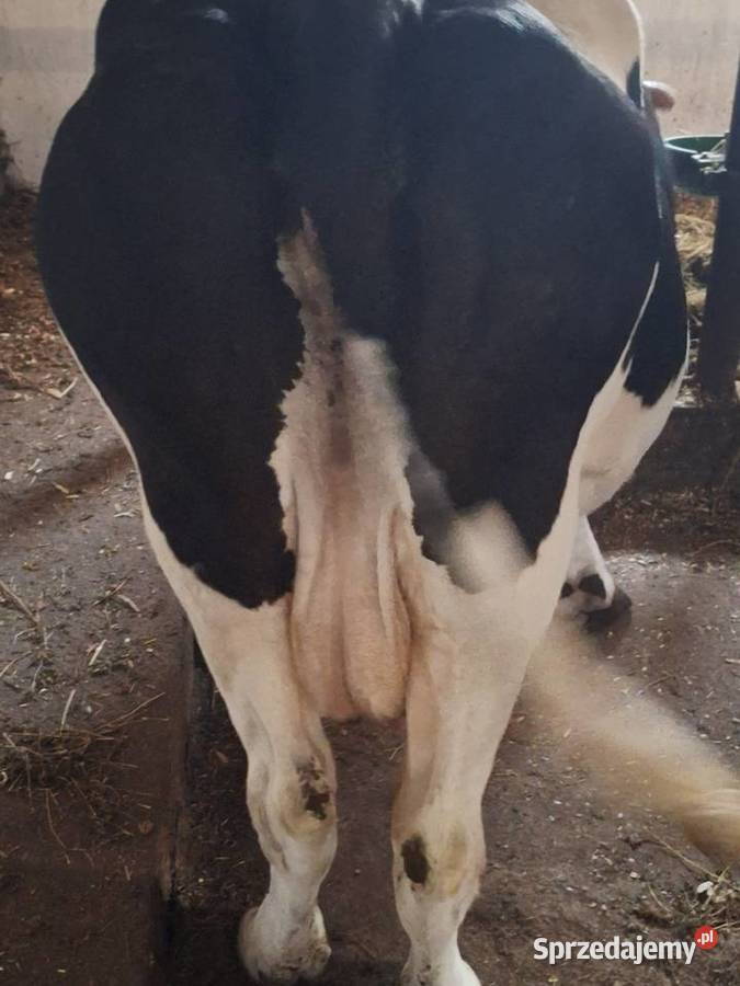 Sprzedam krowę mleczną Myszyniec
