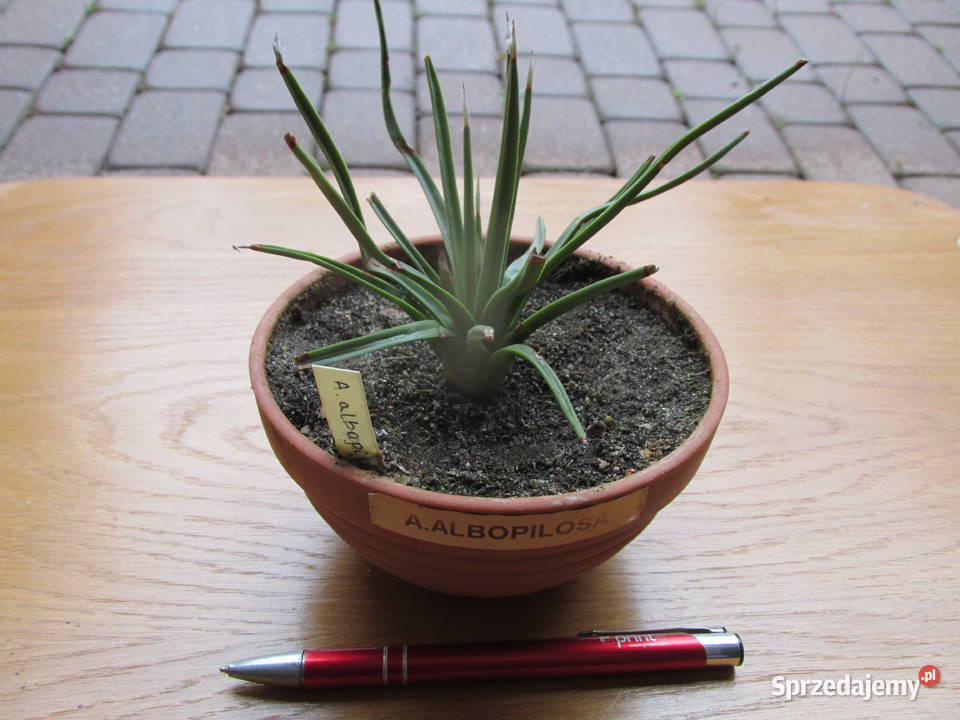 Superminiaturowa 14letnia agawa agave albopilosa Kraków sprzedam