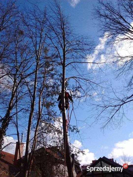 Wycinka wycinanie drzew alpinistycznie rębak Wołomin