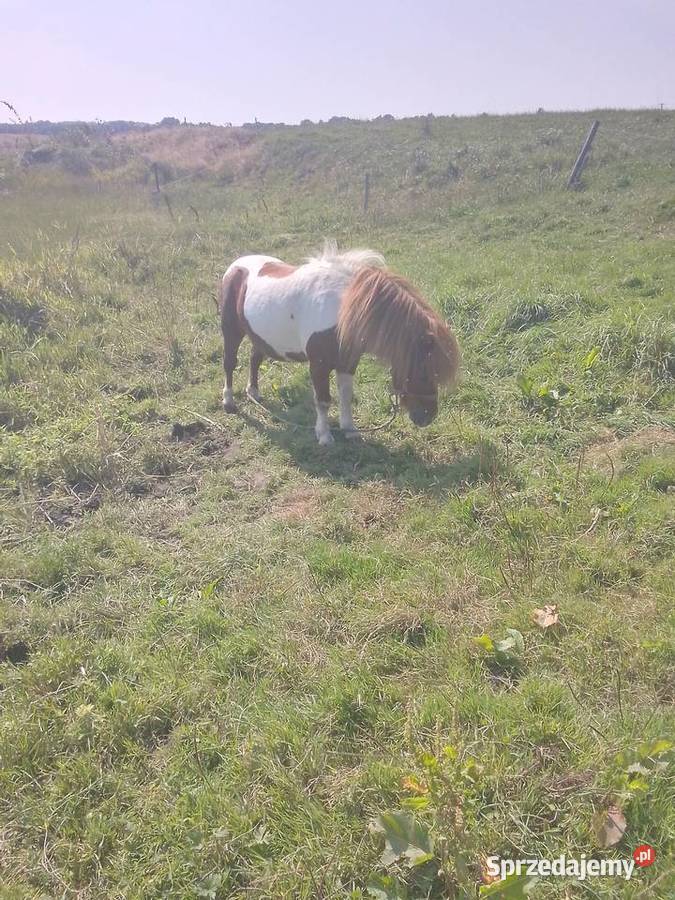 Kucyki Pozostałe Morąg