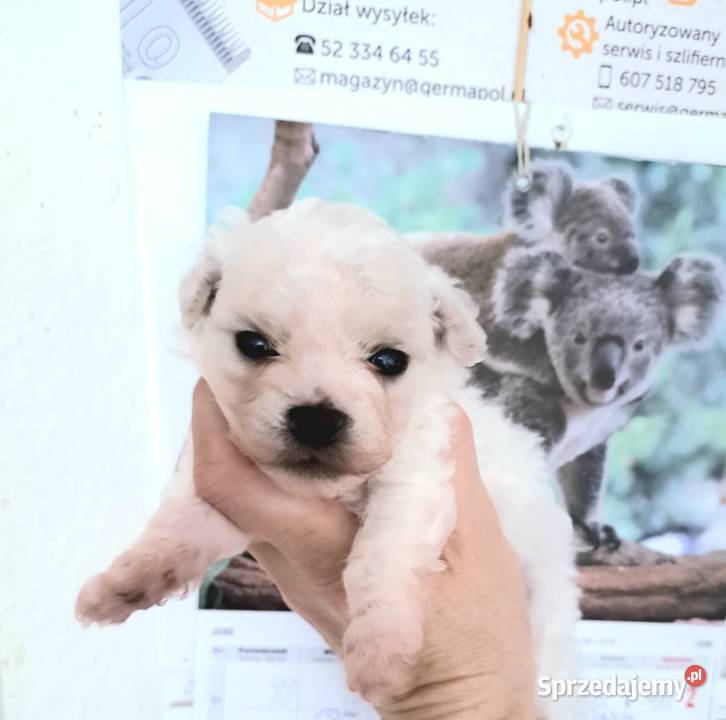 hodowla bichon frise oferuje szczenięta z Chojnice