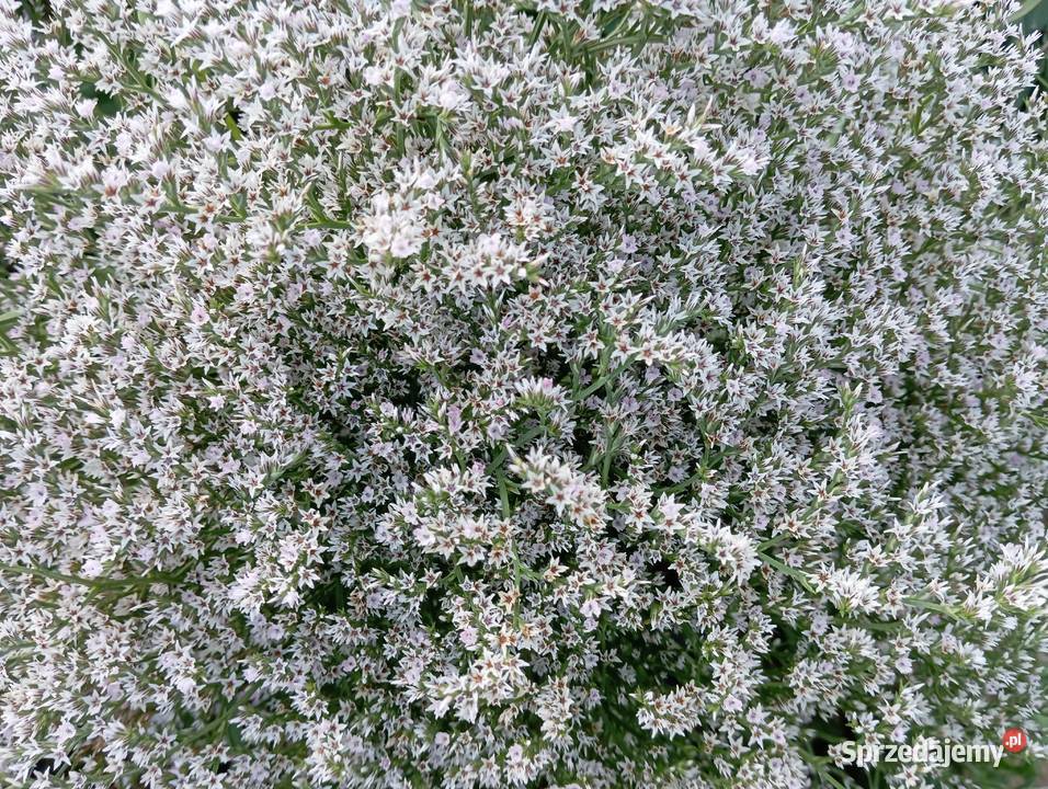 Zatrwian tatarski statica 2025 Pozostałe Izbica sprzedam